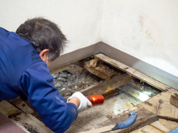 Best Commercial Mold Removal  in Harrisburg, SD
