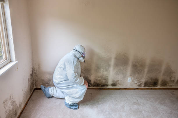 Best Mold Damage Repair  in Harrisburg, SD