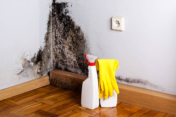 Trusted Harrisburg, SD Mold Removal Experts