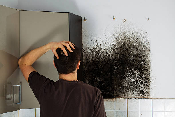 Best Local Mold Removal Service  in Harrisburg, SD