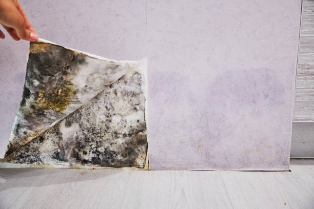 Best Mold Removal and Inspection  in Harrisburg, SD